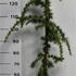cedglap 1-1.25 m buy online UK.