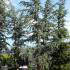Cedrus Atlantica Glauca known as the Blue Atlas Cedar Tree for sale at Paramount Nursery UK & Online. 