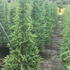 cedrusdeodaureapend 1.5-1.75 m buy online UK.