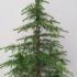 Cedrus Deodara  1-1.25 m buy online UK.