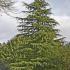 Cedrus Deodara Aurea Pendula (Weeping Golden Deodar Cedar or Himalayan Cedar)