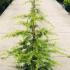 Cedrus Libani - Cedar of Lebanon Tree 80-100 cm buy online UK.