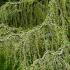 Cedrus Libani Pendula trees for sale online from our London plant centre UK delivery.