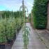 cedruslibapend 1.5-1.75 m buy online UK.