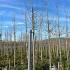 Celtis Australis Tree 4-5 m buy online UK.
