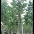 Celtis Australis Tree 4-5 m buy online UK.