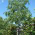 Celtis Australis Trees also known as Lote Tree for sale online UK