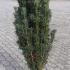 Cephalotaxus Harringtonia Fastigiata Japanese Plum Yew 80-100 cm buy online UK.
