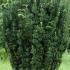 Cephalotaxus Harringtonia Fastigiata Japanese Plum Yew for sale UK delivery.