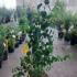 Cercidiphyllum Japonicum Katsura Tree 80-100 cm buy online UK.