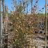 Cercidiphyllum Japonicum Katsura Tree 1.75-2 m buy online UK.