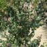 Cercidiphyllum Japonicum Katsura Tree 1.5-1.75 m buy online UK.