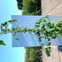 cjp 2-2.5 m buy online UK.