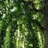 Cercidiphyllum Japonicum Pendulum a stunning weeping tree with graceful foliage, part of our vast tree collection to buy online, UK delivery.