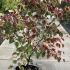 Cercis Canadensis Carolina Sweetheart Redbud 1-1.25 m buy online UK.