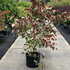 cccs 1.25-1.5 m buy online UK.