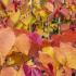 Cercis Canadensis Eternal Flame American Redbud variety with Striking Foliage