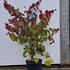 ccef 1.25-1.5 m buy online UK.