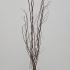Cercis Canadensis Eternal Flame Redbud 1.5-1.75 m buy online UK.