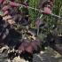 Cercis Canadensis Forest Pansy 1.5-1.75 m buy online UK.