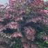 Cercis Canadensis Forest Pansy 2.5-3 m buy online UK.