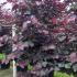Cercis Canadensis Forest Pansy 3-3.5 m buy online UK.