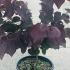 cerciscfp 1.25-1.5 m buy online UK.