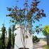 cerciscfp 2.5-3 m buy online UK.
