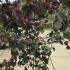 Cercis Canadensis Forest Pansy 1.75-2 m buy online UK.