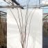 Cercis canadensis Hearts of Gold 1.75-2 m buy online UK.