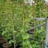 Cercis Canadensis Lavender Twist 1.75-2 m buy online UK.