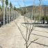 Cercis canadensis Royal White 1.25-1.5 m buy online UK.