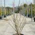 Cercis canadensis Royal White 1.5-1.75 m buy online UK.