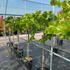 cctt 1.5-1.75 m buy online UK.