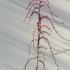 cctt 1.75-2 m buy online UK.