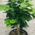 Cercis Chinensis Avondale Chinese Redbud 80-100 cm buy online UK.