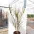 cerischinavo 1.5-1.7 m buy online UK.