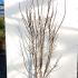 cerischinavo 1.5-1.75 m buy online UK.