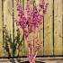 cerischinavo 80-100 cm buy online UK.
