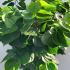 Cercis Chinensis Avondale Chinese Redbud 1-1.2 m buy online UK.