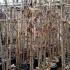 Cercis Chinensis Shirobana 2-2.5 m buy online UK.