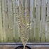 cercischinshiro 60-80 cm buy online UK.