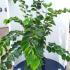 Cercis Chinensis Shirobana 1.75-2 m buy online UK.