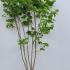 cercischinshiro 1.5-1.75 m buy online UK.