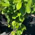 Cercis Chinensis Shirobana 1-1.25 m buy online UK.