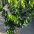 cercischinshiro 1.25-1.5 m buy online UK.