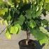 Cercis Rising Sun Redbud 1-1.25 m buy online UK.