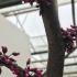 Cercis Canadensis Ruby Falls is a compact, weeping tree with striking ruby-red flowers in spring, followed by heart-shaped leaves that provide vibrant color and elegance throughout the growing season.