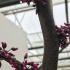 Cercis Canadensis Ruby Falls, deciduous shrub. Eastern Redbud Ruby Falls for sale online with UK delivery