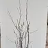 cercissiliquastrum 1.25-1.5 m buy online UK.